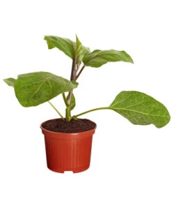 Aubergine -Gartenbedarf Verkäufe 2024 8831380 PR FS 001 AubergineT10 5DehnerExpressZS