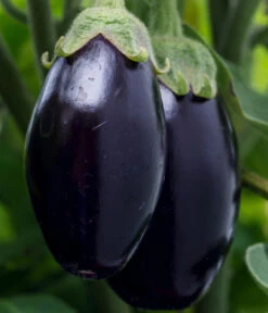 Aubergine -Gartenbedarf Verkäufe 2024 8831380 WE DE 001 SolanumAubergine
