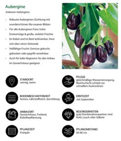 Aubergine -Gartenbedarf Verkäufe 2024 8831380 WE IG 001 Aubergine