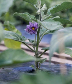 Aubergine -Gartenbedarf Verkäufe 2024 8831380 WE MO 002 SolanumAubergineBluete