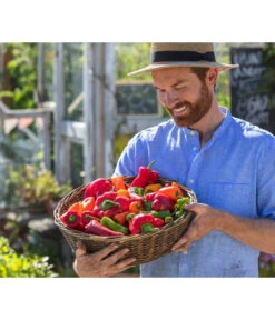 Spitzpaprika, Rot -Gartenbedarf Verkäufe 2024 8831588 8833501 8831034 8831687 8831125 8830382 WE MO 001 Titel GC07 2020 02 PaprikaSpitzpaprikaSnackpaprikaPeproniPiriPiri