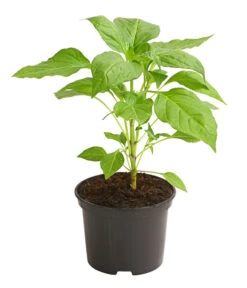 Milde Peperoni -Gartenbedarf Verkäufe 2024 8831695 WE FS 001 PeperoniMildCapsicumAnnuumLongumDehnerExpressHerzig