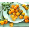 Cherrytomate 'Sungold' -Gartenbedarf Verkäufe 2024 8832107 8839326 WE MO 001 CocktailtomateGelb