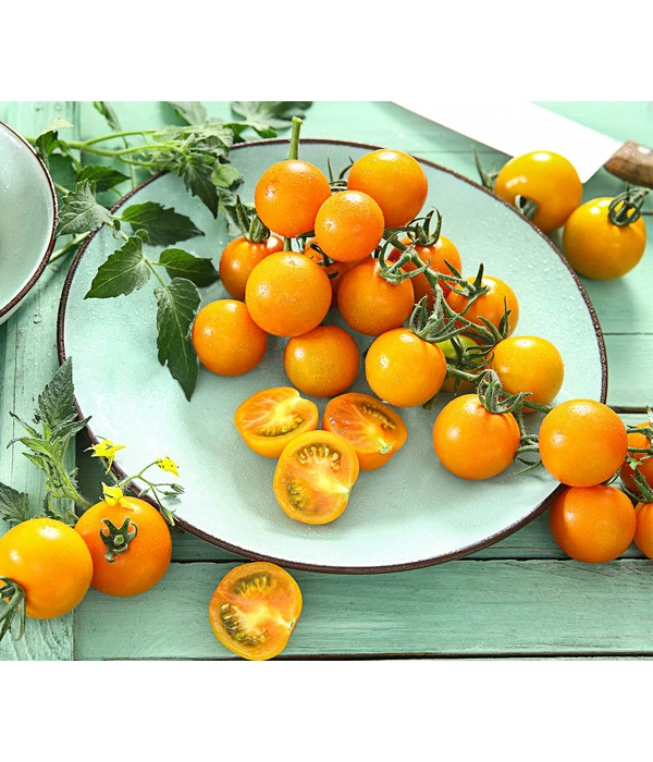Cherrytomate 'Sungold' 3 Cherrytomate 'Sungold'