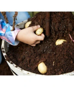 TomTato® Tomatenkartoffel 12 TomTato® Tomatenkartoffel -Gartenbedarf Verkäufe 2024 8832859 WE DE 009 TomtatoTomoffel