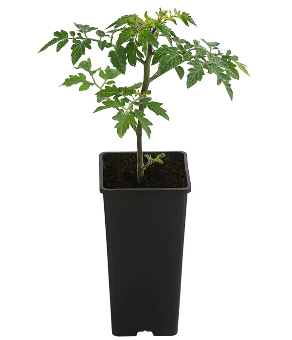 TomTato® Tomatenkartoffel 4 TomTato® Tomatenkartoffel – Bild 2