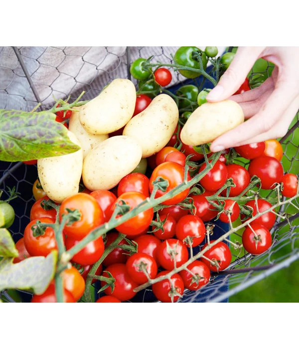 TomTato® Tomatenkartoffel 3 TomTato® Tomatenkartoffel