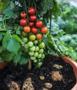 TomTato® Tomatenkartoffel 10 TomTato® Tomatenkartoffel -Gartenbedarf Verkäufe 2024 8832859 WE MO 004 TomtatoTomoffel