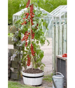 TomTato® Tomatenkartoffel 13 TomTato® Tomatenkartoffel -Gartenbedarf Verkäufe 2024 8832859 WE MO 007 TomtatoTomoffel
