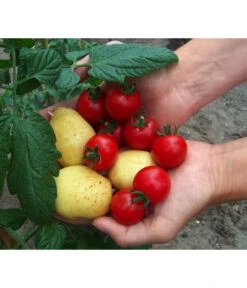 TomTato® Tomatenkartoffel 11 TomTato® Tomatenkartoffel -Gartenbedarf Verkäufe 2024 8832859 WE MO 010 TomtatoTomoffel