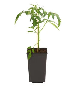 Ochsenherztomate 'Fleurette' -Gartenbedarf Verkäufe 2024 8832883 WE FS 001 LycopersiconEsculentumOchsenherztomateFleuretteDehnerExpressHerzig