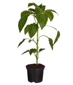 Spitzpaprika, Rot -Gartenbedarf Verkäufe 2024 8833501 PR FS 001 SpitzpaprikaRotT105DehnerExpressZS