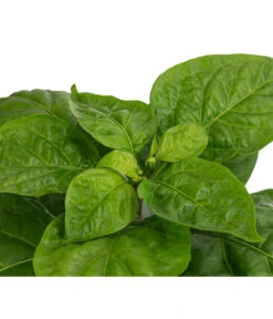 Chili 'Habanero', Orange -Gartenbedarf Verkäufe 2024 8833543 WE DE 002 ChiliHabaneroOrange