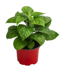 Chili 'Habanero', Orange -Gartenbedarf Verkäufe 2024 8833543 WE FS 002 ChiliHabaneroOrange