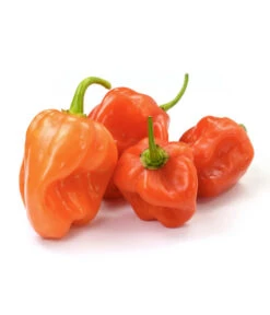 Chili 'Habanero', Orange -Gartenbedarf Verkäufe 2024 8833543 WE FS 003 ChiliHabaneroOrange