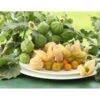 Dehner Ananaskirsche Physalis -Gartenbedarf Verkäufe 2024 8837965 WE MO 001 GourmetAndenbeereGoldvital