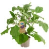 Pick-&-Joy® Aubergine Mit Früchten -Gartenbedarf Verkäufe 2024 8838047 PR FS 002 PickandJoyAubergineT14DehnerExpressHerzig