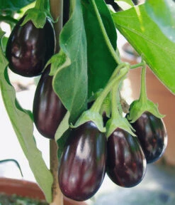 Pick-&-Joy® Aubergine Mit Früchten -Gartenbedarf Verkäufe 2024 8838047 WE DE 001 AubergineOphelliaF1Fruechte