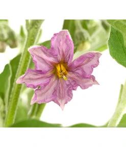 Pick-&-Joy® Aubergine Mit Früchten -Gartenbedarf Verkäufe 2024 8838047 WE DE 001 PickandJoyAubergineT14