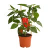 Pick-a-Pep® Paprika, Rot 1 Pick-a-Pep® Paprika, Rot -Gartenbedarf Verkäufe 2024 8838740 PR FS 001 PaprikaRotMitFrucht