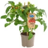 Pick-a-Tom® Cocktailtomate Mit Früchten, Rot -Gartenbedarf Verkäufe 2024 8838757 PR FS 002 PickaTomCherrytomateRotT14DehnerExpressHerzig