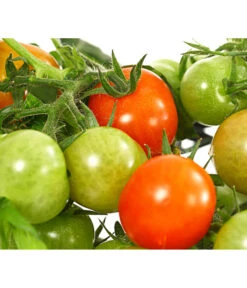 Pick-a-Tom® Cocktailtomate Mit Früchten, Rot -Gartenbedarf Verkäufe 2024 8838757 WE DE 001 PickaTomCherrytomateRotT14