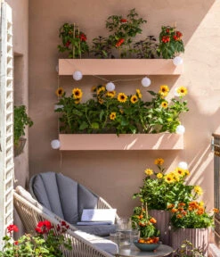 Pick-a-Tom® Cocktailtomate Mit Früchten, Rot -Gartenbedarf Verkäufe 2024 8838757 WE MO 001 SonnenbalkonPickaTom