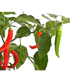 Pick-a-Hot Pep® Peperoni Mit Früchten -Gartenbedarf Verkäufe 2024 8838765 WE DE 001 RotePeperoniMitFrucht