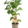 Pick-a-Tom® Cocktailtomate 'Candy' Mit Früchten -Gartenbedarf Verkäufe 2024 8838815 PR FS 002 PickaTomBeerentomateCandyT14DehnerExpressHerzig