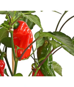 Pick-a-Pep® Snackpaprika Mit Früchten -Gartenbedarf Verkäufe 2024 8838823 SnackpaprikaRotMitFrucht