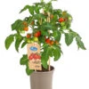 Pick-a-Tom® Pflaumentomate Mit Früchten -Gartenbedarf Verkäufe 2024 8838872 PR FS 002 PickaTomPflaumentomateT14DehnerExpressHerzig