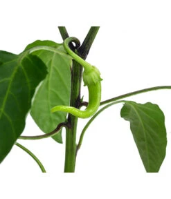 Türkische Peperoni -Gartenbedarf Verkäufe 2024 8839094 WE DE 001 TuerkischerPeperon