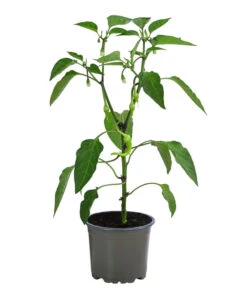 Türkische Peperoni -Gartenbedarf Verkäufe 2024 8839094 WE FS 001 TuerkischerPeperoni