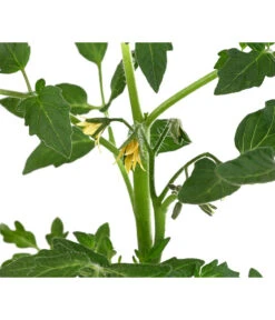 Tomate 'Previa' -Gartenbedarf Verkäufe 2024 8839136 WE DE 001 TomatePrevia