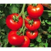 Tomate 'Previa' 1 Tomate 'Previa' -Gartenbedarf Verkäufe 2024 8839136 WE MO 001 TomatePrevia