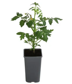 Tomate 'Garance' -Gartenbedarf Verkäufe 2024 8839169 WE FS 001 FleischtomateGarance