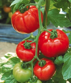 Tomate 'Garance' -Gartenbedarf Verkäufe 2024 8839169 WE MO 002 FleischtomateGarance