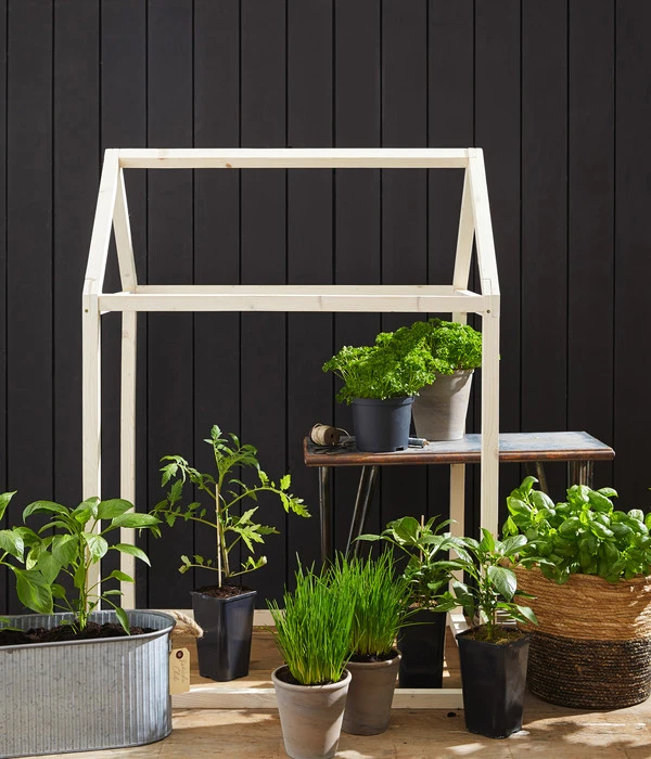 Cherrytomate 'Pepe' 6 Cherrytomate 'Pepe' – Bild 4