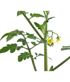 Cherrytomate 'Pepe' 11 Cherrytomate 'Pepe' -Gartenbedarf Verkäufe 2024 8839243 WE DE 001 CherrytomateRot