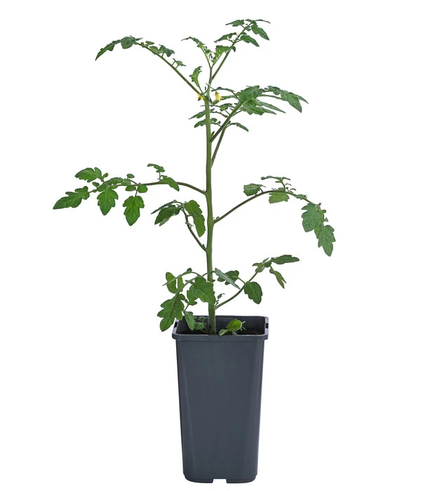 Cherrytomate 'Pepe' 4 Cherrytomate 'Pepe' – Bild 2