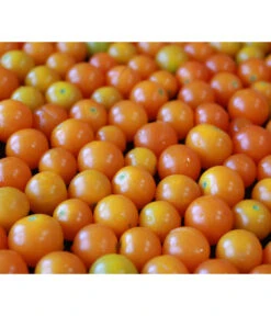 Cherrytomate 'Sungold' 9 Cherrytomate 'Sungold' -Gartenbedarf Verkäufe 2024 8839326 PR MO 001 CherrytomateSungold