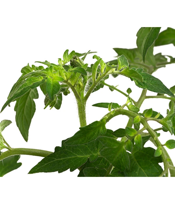 Cherrytomate 'Sungold' 7 Cherrytomate 'Sungold' – Bild 5