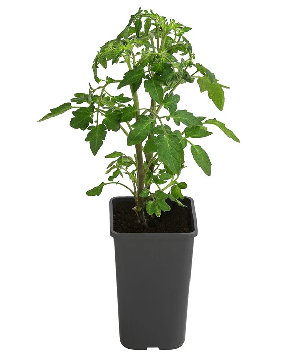 Cherrytomate 'Sungold' 4 Cherrytomate 'Sungold' – Bild 2