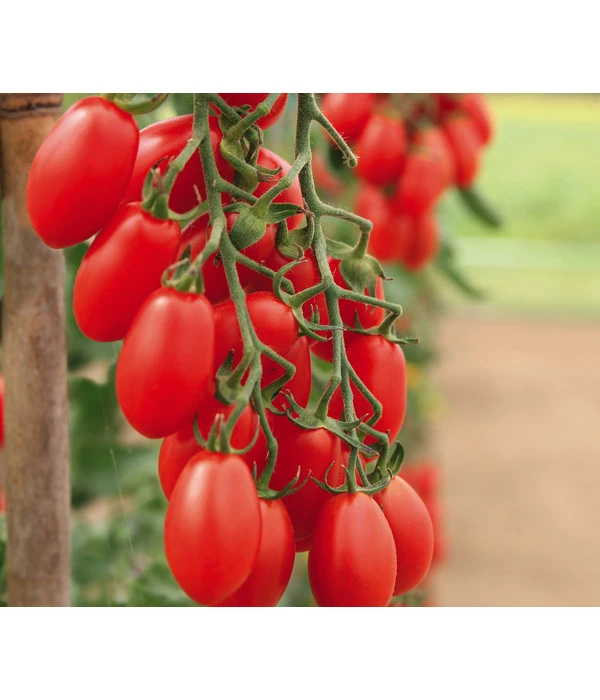 Mini San-Marzano Tomate 'Trilly' 3 Mini San-Marzano Tomate 'Trilly'