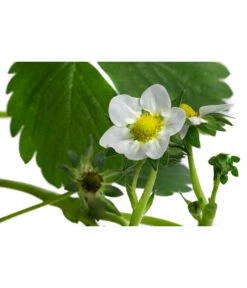 Erdbeerampel -Gartenbedarf Verkäufe 2024 8840753 WE DE 001 FragariaErdbeerampelT20