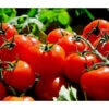 Bioland Tomate, Rundfruchtig 2 Bioland Tomate, Rundfruchtig -Gartenbedarf Verkäufe 2024 8842619 WE MO 002 TomateRundfruchtig