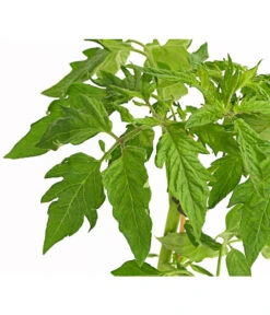 Bioland Fleischtomate -Gartenbedarf Verkäufe 2024 8842627 WE DE 001 BioFleischtomateT12DehnerExpressHerzig