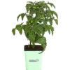 GREENBAR® Naschtomate -Gartenbedarf Verkäufe 2024 8843203 PR FS 001 GreenbarNaschtomateT11DehnerExpressHerzig