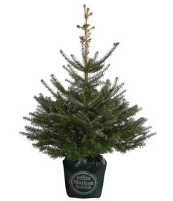 Korea-Tanne, Ca. 80-100 Cm, Im Topf Gewachsen