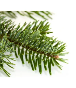 Nordmann-Tanne, Ca. 100-150 Cm, Gesägt -Gartenbedarf Verkäufe 2024 8995896 BildD 001 Nordmanntanne